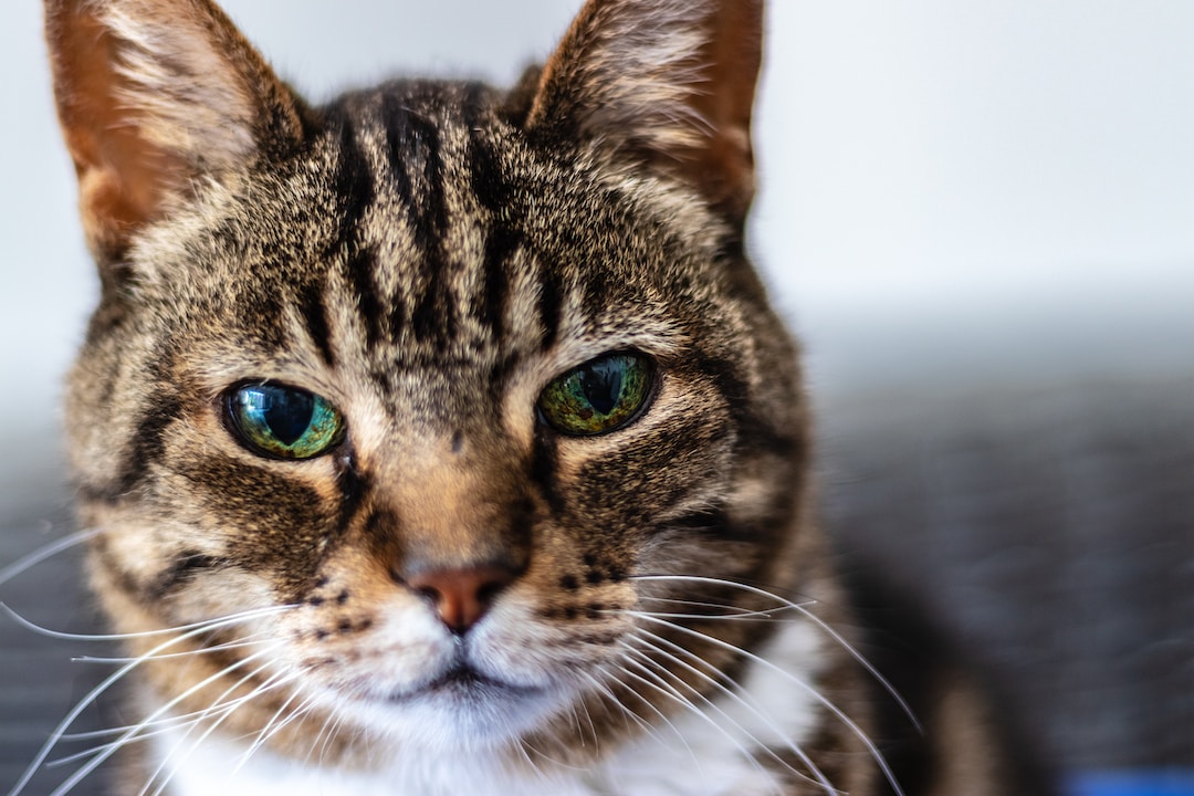 Do Burnt Cat Whiskers Grow Back? What You Need to Know About Cat Whiskers