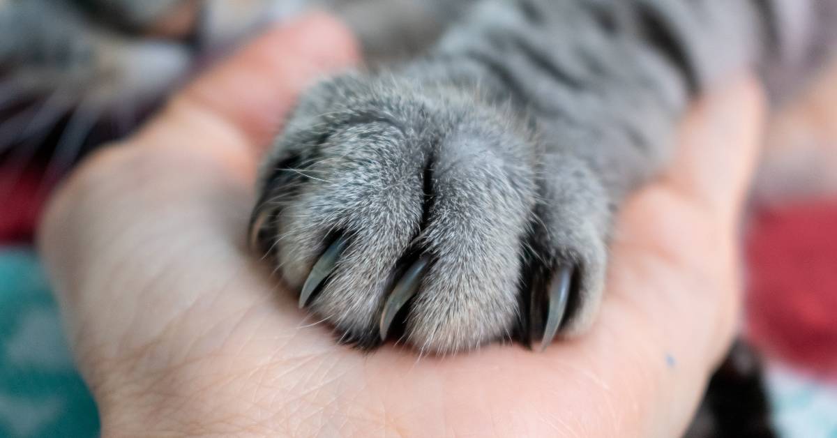 Why Does My Cat Reach His Paw Out to Me? Here’s Why!