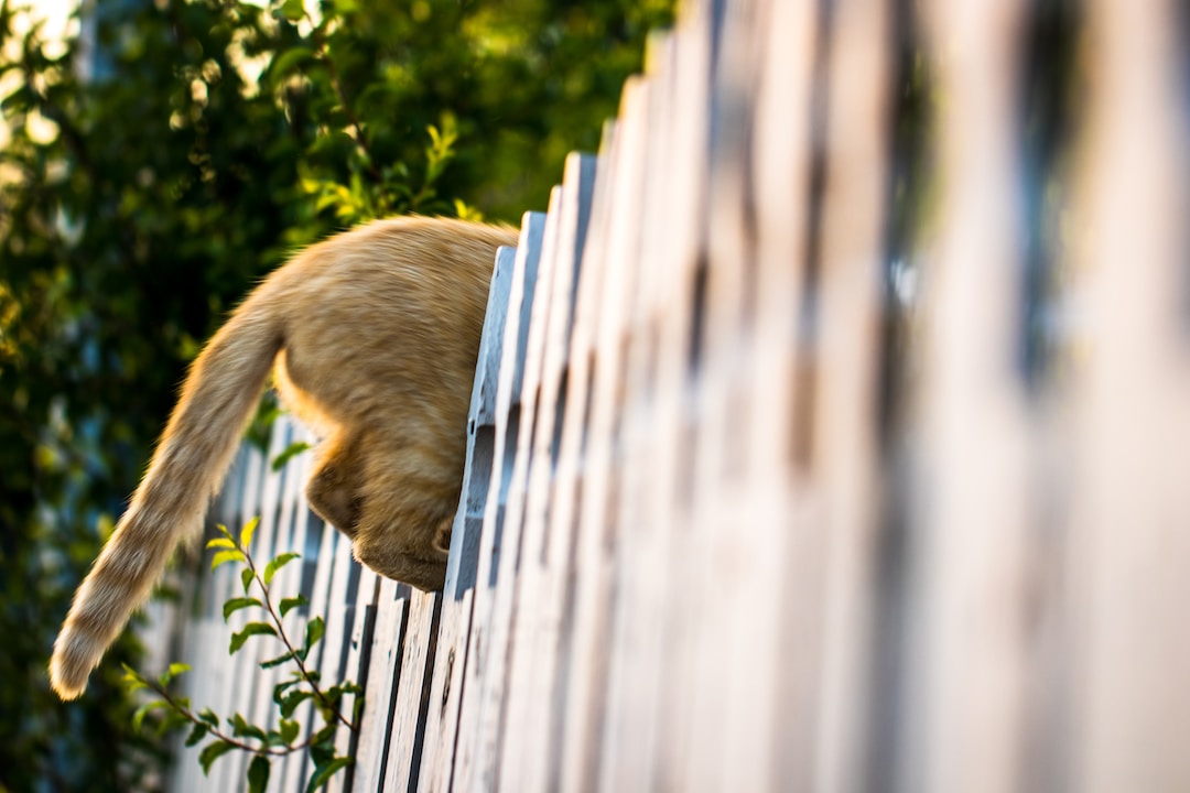 How To Keep A Cat From Jumping a Fence: Tips and Tricks