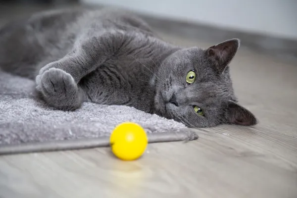 How to Entertain a Bored Cat: Tips and Tricks for a Happier Cat