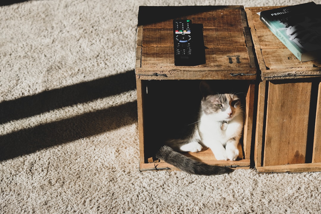12 Cool Ideas for Cat Enclosures in 2023