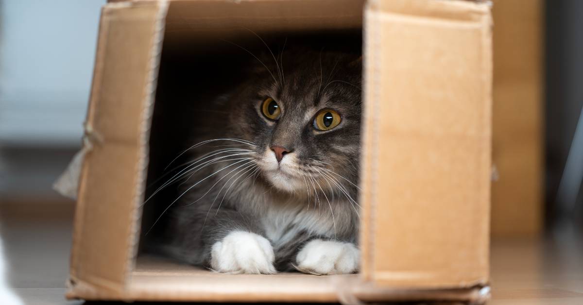 10 Amazing Cardboard Ideas for Cats