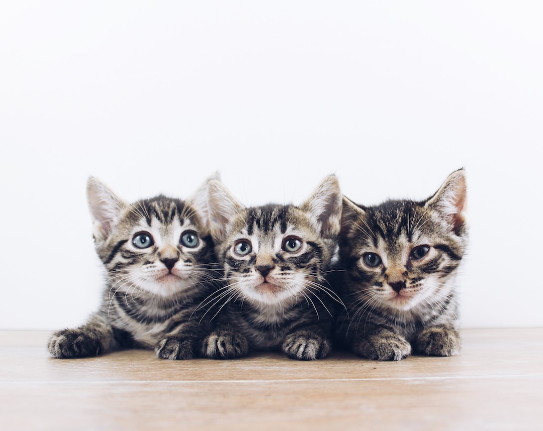 How To Raise a Kitten – A Modern Guide