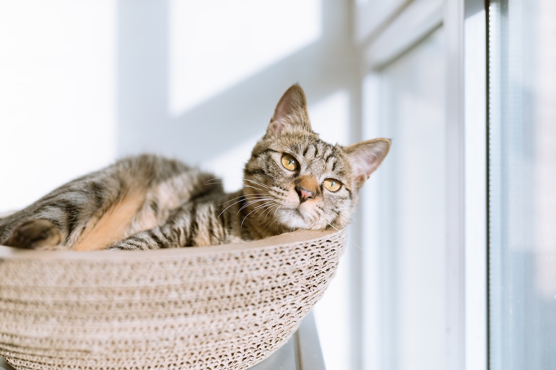 Cat Insurance: What You Need to Know Before Buying