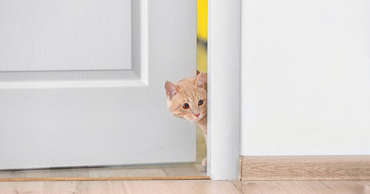 How Much Space Do Cats Need? Hint: Not as much as you think