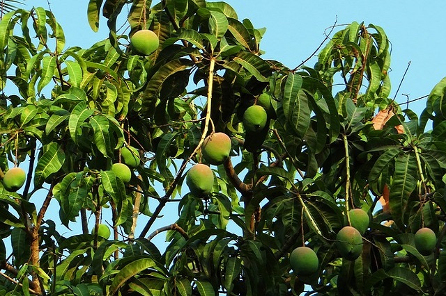 Nutritional Value of Mango and Mango Leaves