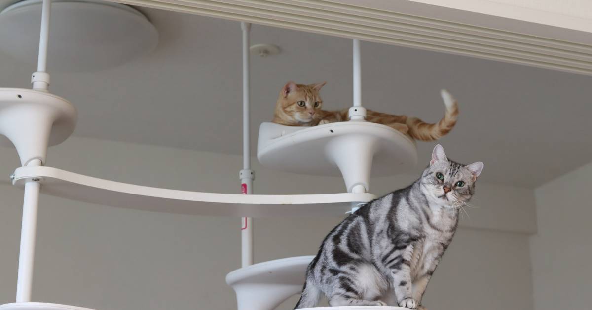 Catify Your Apartment: How to Make Your Home Cat-friendly