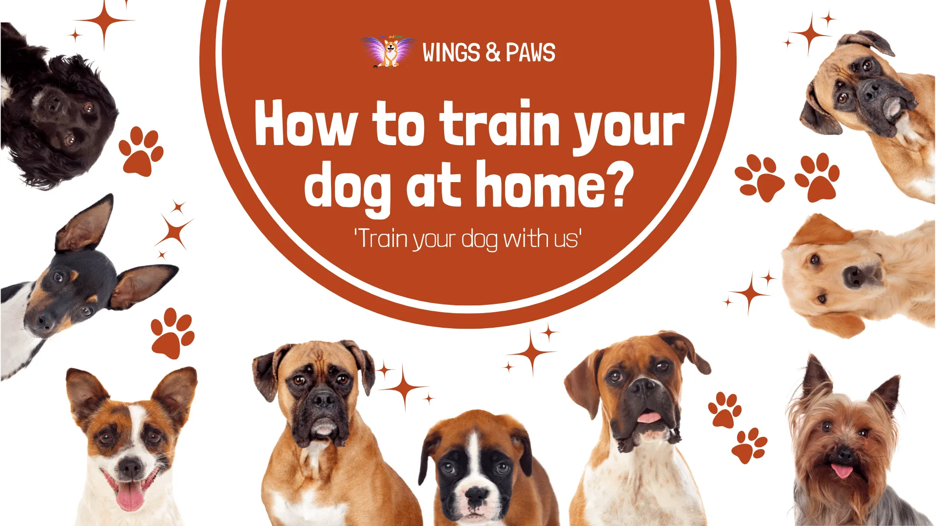 How to train your dog at home?