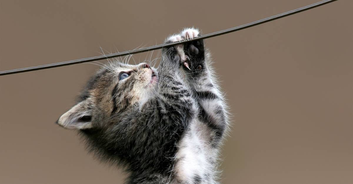 How to keep cats safe from wires and cords