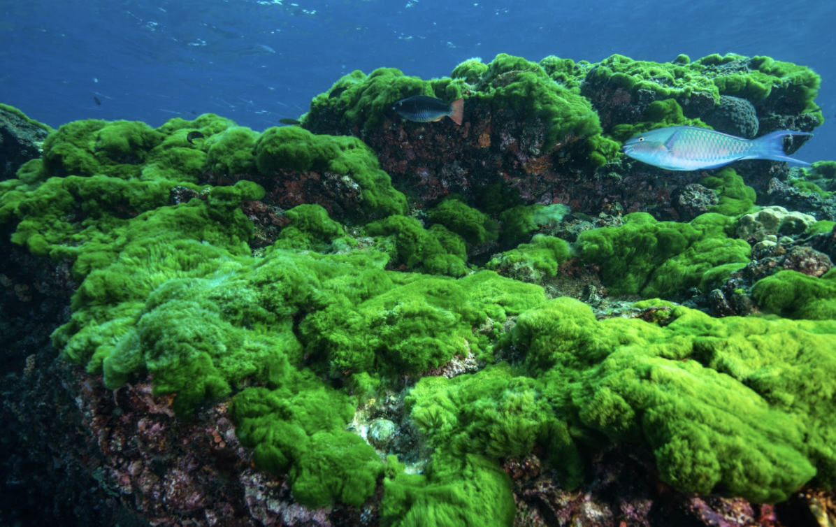 The Sustainable Superfood of the Future: Algae