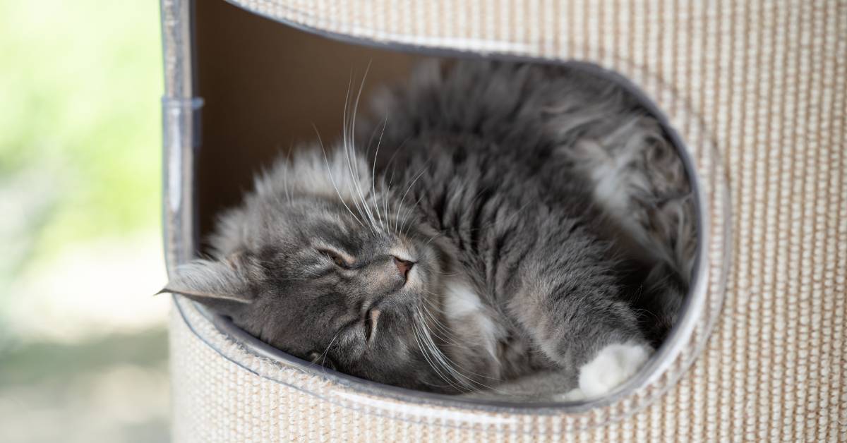How to Keep Indoor Cats Entertained and Happy (Without Breaking the Bank)