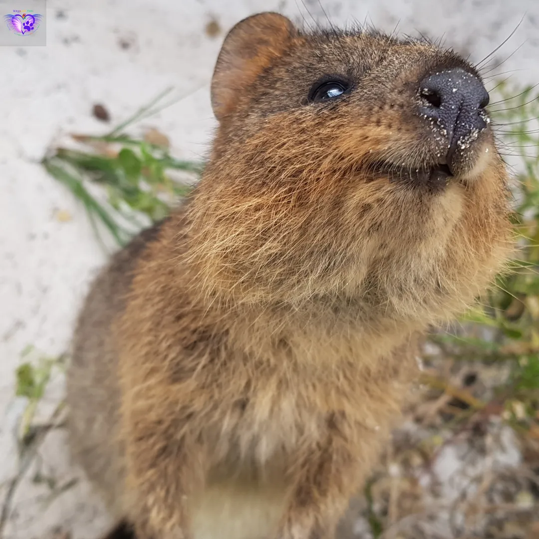 A close-up of a quokka among greenery, looking into the camera on a next-generation blogging platform.