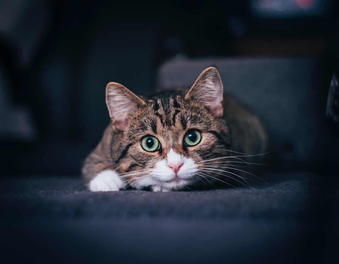 Understanding Cats 101: All You Need to Know About Cat Behaviors
