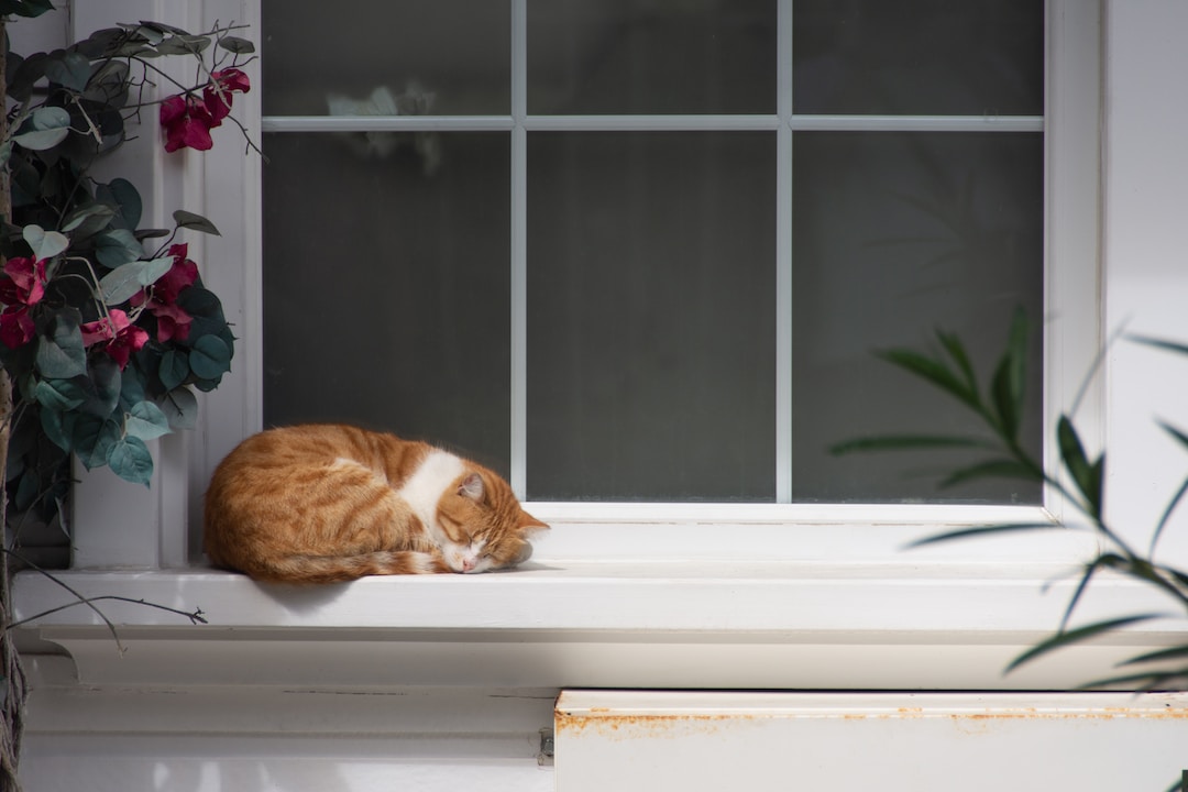 Tips on How to Keep Your Cats Indoors