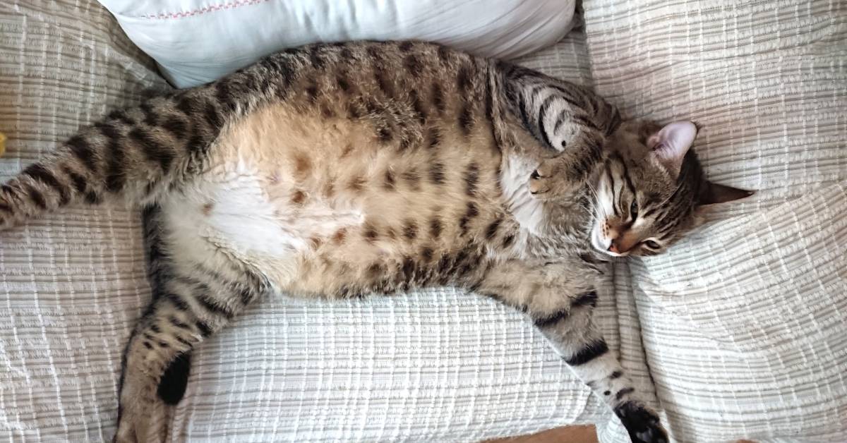 How To Help a Cat Lose Weight: When You Have Multiple Cats