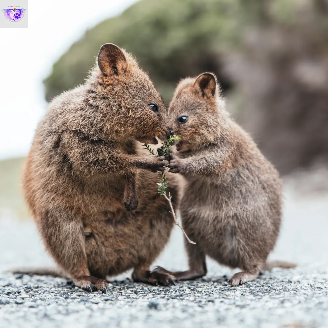 Two quokkas sharing a plant stem, standing on a solid content surface.