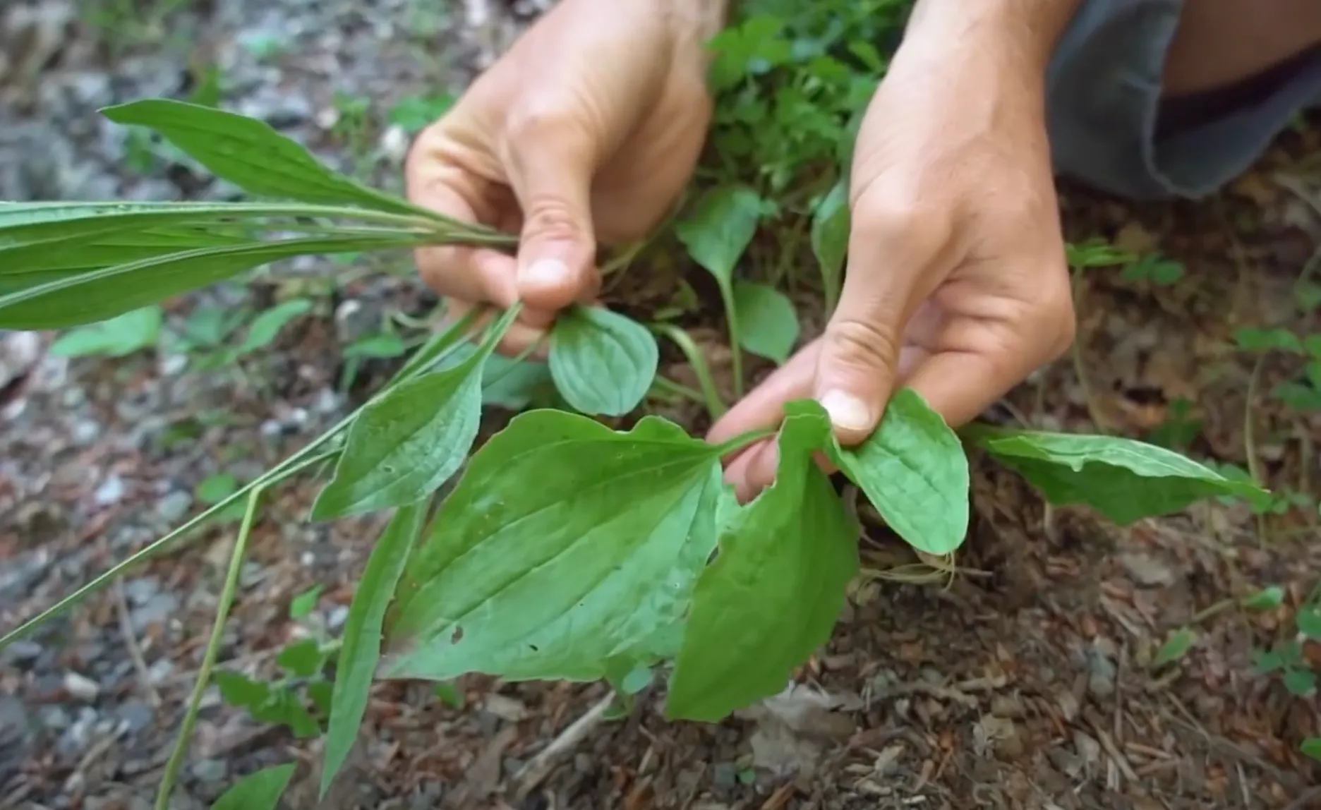 The Ultimate Guide to Easy Foraging for Survivalists