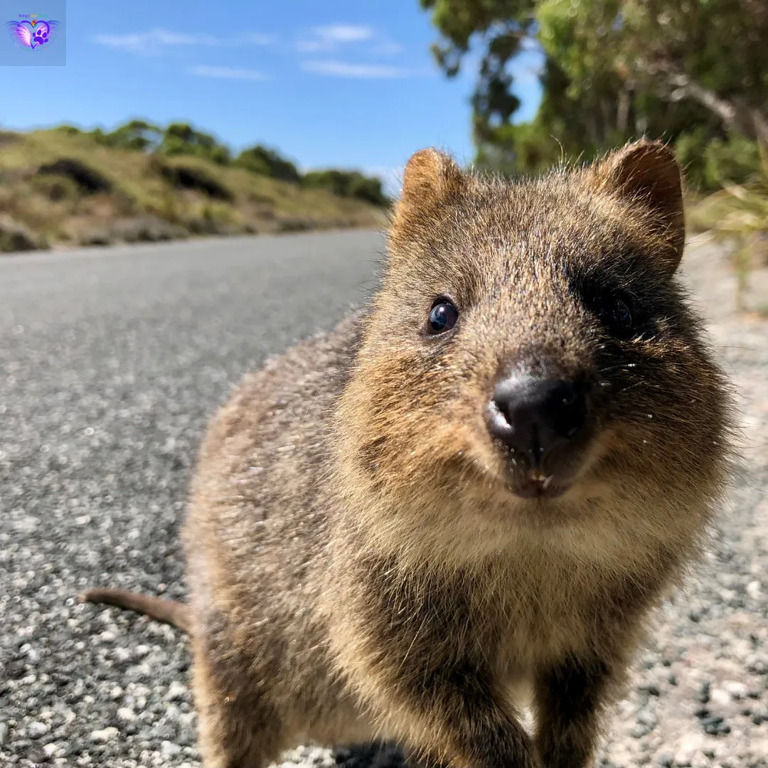 A quokka standing on a paved road, looking curiously at the camera, ready for its next appearance on a solid content blogging platform.