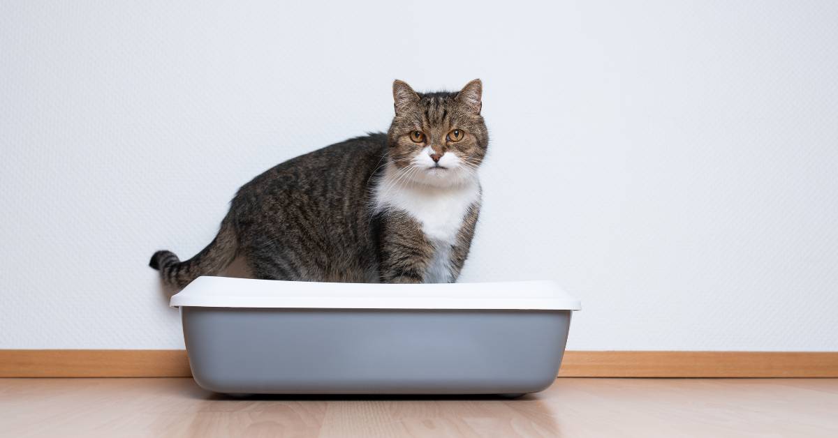 Litter Problems: Litter Box Ideas for Multiple Cats