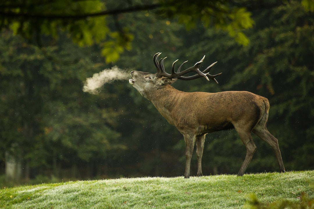 The Impact of Zombie Deer Disease on Biodiversity and Climate Crisis