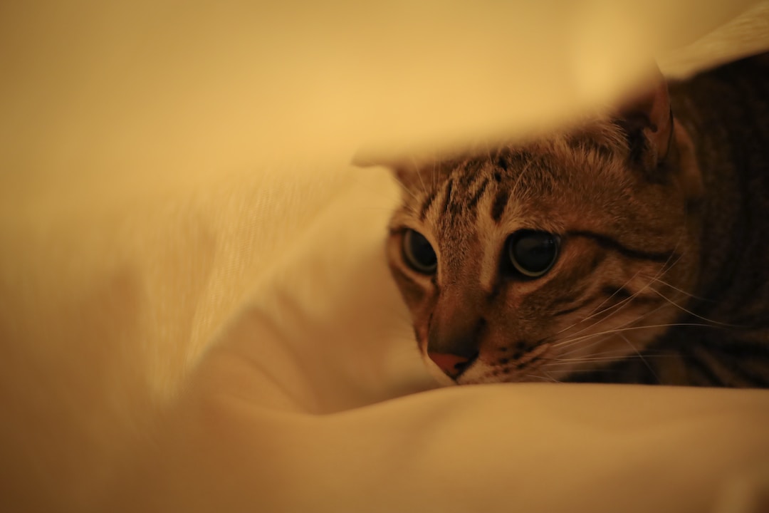 Why Do Cats Sleep Under the Bed – Reading Your Cats