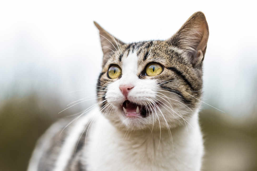 Why do cats gag at combs – or the sound of coin running down a comb?