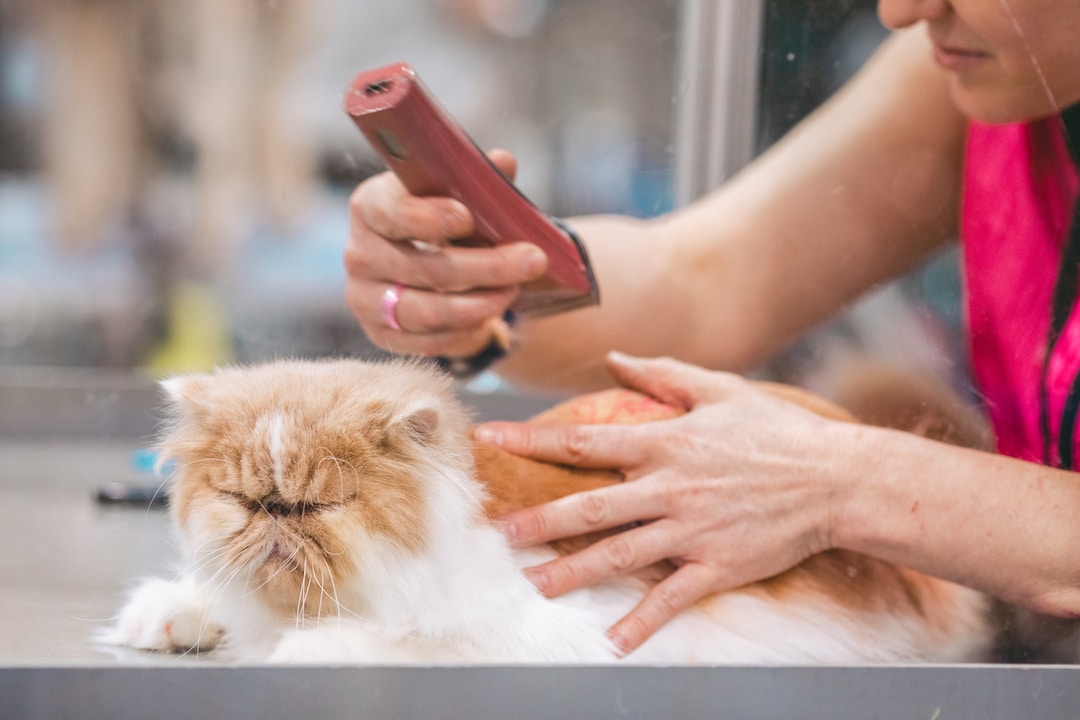 Essential Cat Grooming Tutorials for Home Care
